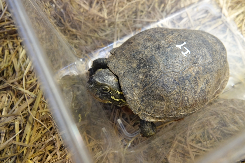 A female Chinese Broad-headed Pond Turtle arrived in our Rescue Centre in July 2013.